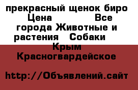 прекрасный щенок биро › Цена ­ 20 000 - Все города Животные и растения » Собаки   . Крым,Красногвардейское